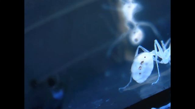 ШОК!!! МУРАВЬИ МУТАНТЫ СВЕТЯТСЯ И ИЗДАЮТ ЗВУКИ!!! смотреть онлайн