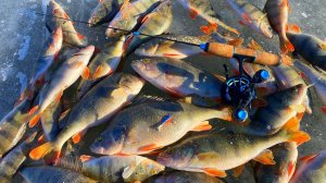 ВЕСЬ КРУПНЯК ТУТ! Жор ОКУНЯ  Рыбалка на балансир последний лед 2025