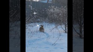 а я весёлая собачка, ла-ла-ла-ла...😊🐶