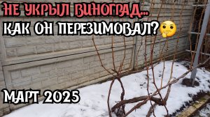 КАК ПЕРЕЗИМОВАЛ неукрытый столовый ВИНОГРАД...