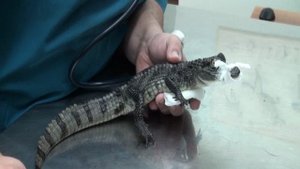 Кайман в клинике