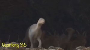 Dinosaurs MV: Numb