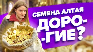 ДОРОГО! Реальные цены на Семена Алтая. РАЗОБЛАЧЕНИЕ