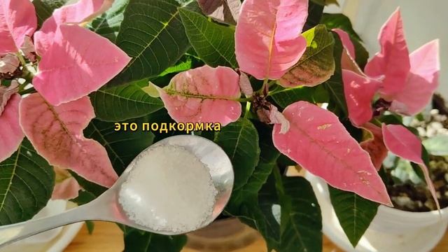 Герань Никогда Так не Цвела! Забытый рецепт подкормки для пышного цветения всех цветов смотреть онлайн