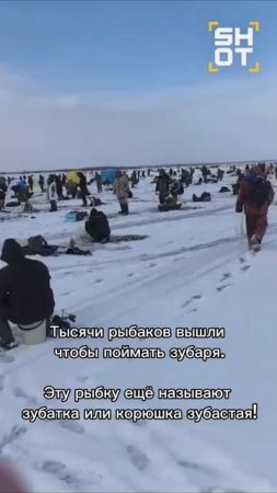 Тысячи рыбаков вышли чтобы поймать зубаря.