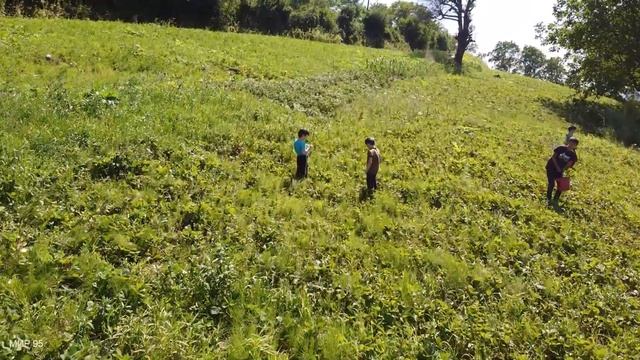 Байтарки, ((( Нохчий кхаш ))) ((( Суьлий кхаш ))) смотреть онлайн