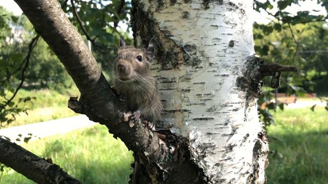 !!! УСТАЛ СЕГОДНЯ!!! #белка #грызун #грызуны #дегу #берёза смотреть онлайн