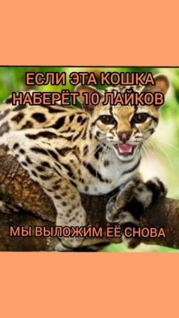 ЕСЛИ ЭТА КОШКА НАБЕРЁТ 10 ЛАЙКОВ
МЫ ВЫЛОЖИМ ЕЁ СНОВА
