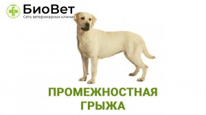 Промежностная грыжа