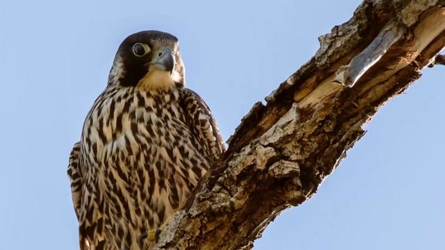 Peregrine Falcon Sounds | Peregrine Falcon Sound Effects | Peregrine Falcon Call | Falcon Noises смотреть онлайн