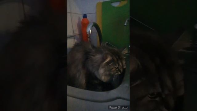 Hi. Котище. Серый хвостище. Мой дружище Шмель.#cat#cats#catlover#catvideos#catlovers#кот