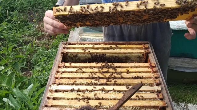 Весенний мёд от семьи с маткой Клауса Ференбаха. смотреть онлайн