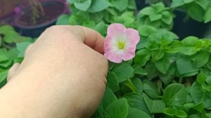 Готовим козлят к отправке)Обзор моих цветочков)))