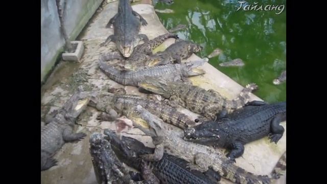 Крокодиловая ферма.mpg смотреть онлайн