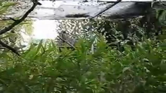 Cinnyricinclus Leucogaster (parents and two young) смотреть онлайн