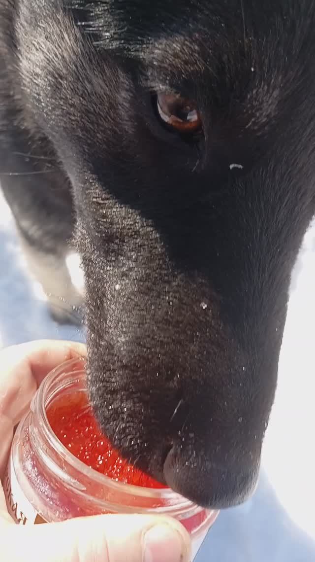 Икра красная смотреть онлайн