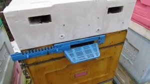 ужасы и последствия февральской подкормки пчел сиропом и канди , 4.03.2025