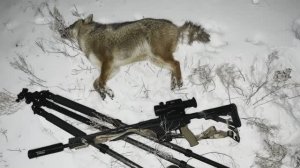 Охота на шакала в Волгоградский морозный вечерок, температура -18 в первый день весны.