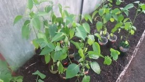 Высаживаем рассаду сладкого перца в теплицу.