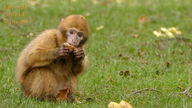 Momentos de animais familiares: cavalo, vaca, gato, elefante, cachorro, Sons de animais de fazenda смотреть онлайн