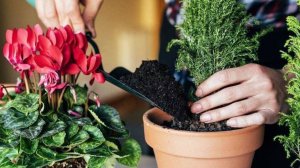 5 Обязательных Шагов по Уходу за Комнатными Цветами в Марте: Пусть Ваши Растения Сияют!