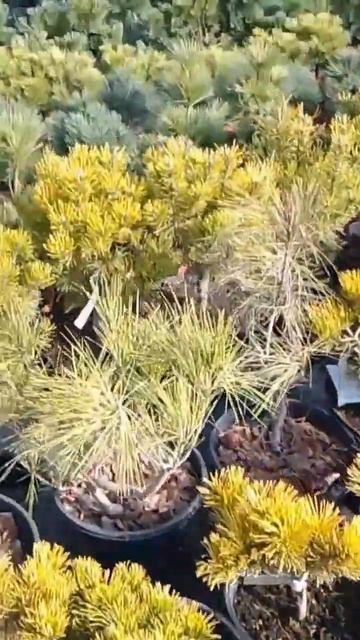 🤳 Хвойные растения ассортимент в питомнике #садоводство #питомник растений #хвойные #дача #огород смотреть онлайн