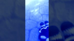 Пять ночей с фрогги в реальной жизни