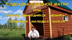 НЕ ПОКУПАЙТЕ ПЧЕЛОПАКЕТЫ С УЗБЕЧКОЙ. ЗАМЕНА МАТКИ В ПЧЕЛОПАКЕТЕ С УЗБЕЧКОЙ.