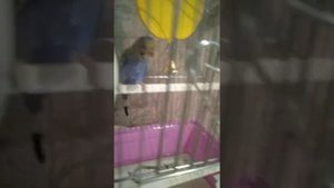 Дрессировка волнистого попугая
