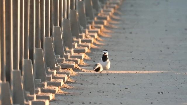 №3276 06 04 2023 Прилетели трясогузки смотреть онлайн