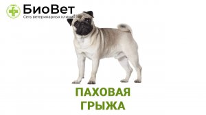 Паховая грыжа