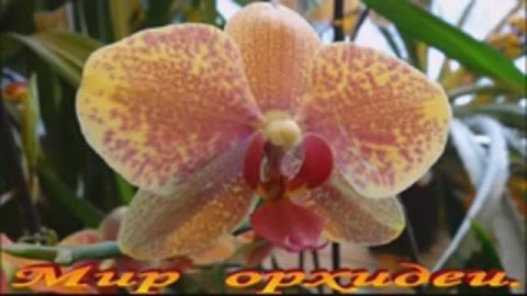 Мир орхидеи.