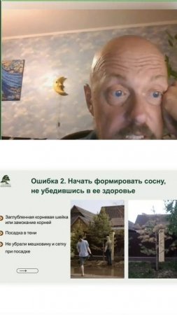Ошибки при обрезке сосен и формировании из них ниваки. Часть 2