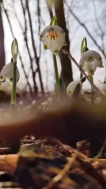Приближение весны всегда согревает душу, и не только теплом, но и пробуждением всего живого