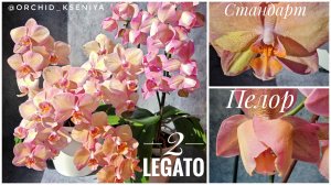 Два Легато: стандарт (27 цветков) 🌸 и пелор (14 цветков) 🌷 Phal. Legato | Обзор и сравнение 💕