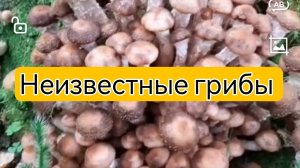 Как отличить ложные опята от настоящих?