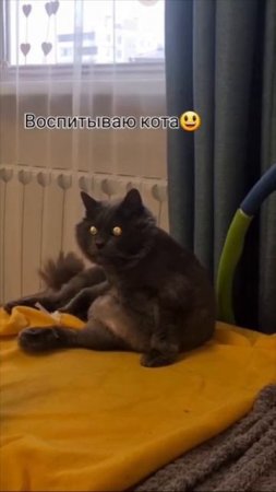 воспитание кота