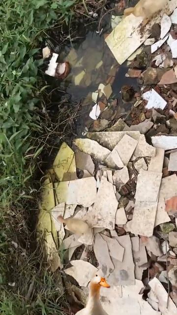 DUCK, BABY DUCK, CHICK EATTING FISH, NOODLE, RICE, SNACK, VEGETABLE, FOOD #SHORTS VIDEO #55 смотреть онлайн