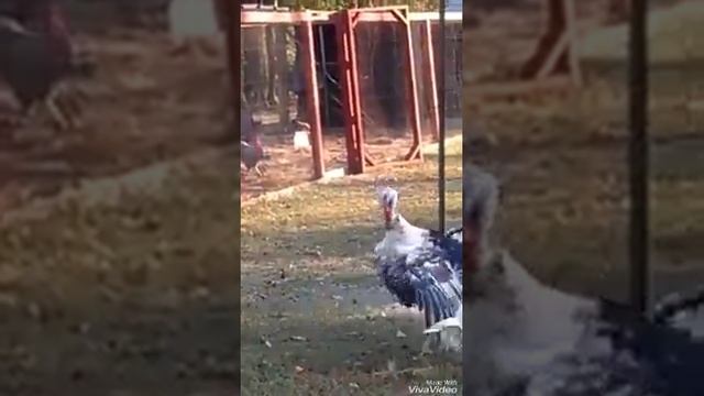 Ох уж эти женщины-закружат и... смотреть онлайн