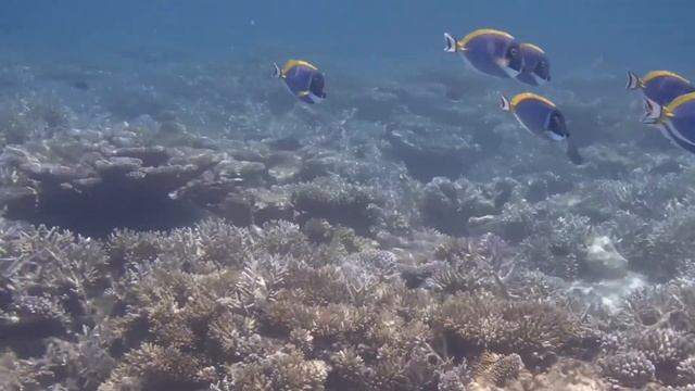 Velidhu house reef and a trip to see some mantas смотреть онлайн