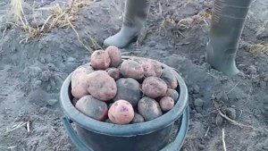 КОПАЕМ КАРТОШКУ НА ОГОРОДЕ // ПРОДОЛЖЕНИЕ... // УРОЖАЙ ПОРАДОВАЛ ! // ЖИЗНЬ В ДЕРЕВНЕ