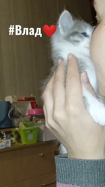 #влада4 #маленькийкотик #владик