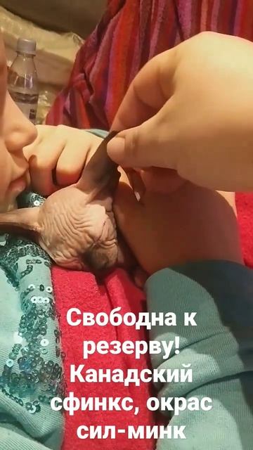 Канадский сфинкс. ПРОДАЖА. смотреть онлайн