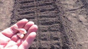 О выращивании ярового чеснока