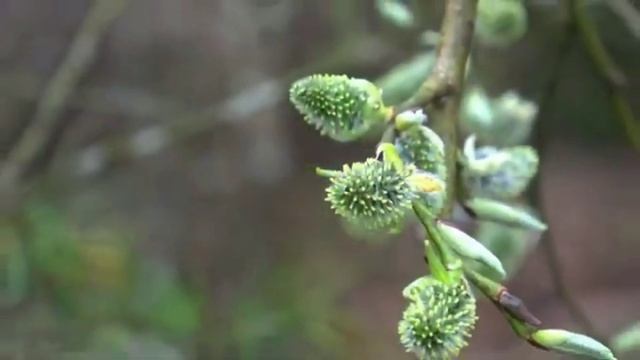 Весна... смотреть онлайн