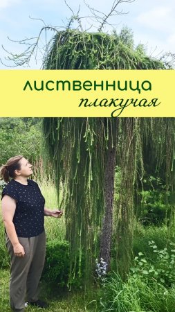 Лиственница ПЛАКУЧАЯ