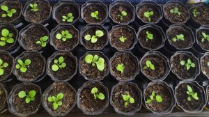 Моя рассада 11.03.24