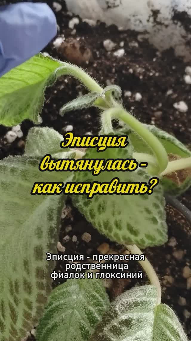 Эписция вытянулась – как исправить? #эписции #shorts