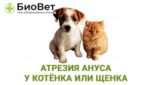 Атрезия ануса