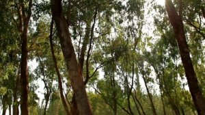 'Древлегорск' 'Оять' 'Радость' 'Радость (переход к)'